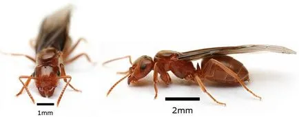 Мравки летящи - летящи мравки в къщата, за да се отърват