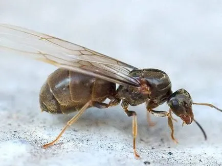 Мравки летящи - летящи мравки в къщата, за да се отърват