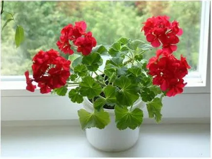 Acesta este capabil de geranium normală nu bănuiți despre proprietățile florii de obicei!