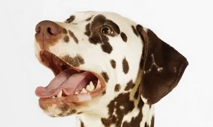 Descrierea rasei Cauta Câini dalmată, caracteristicile de conținut, fotografii și recenzii