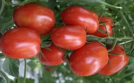 soiuri de tomate scăzut cu creștere timpurie, teren deschis mare