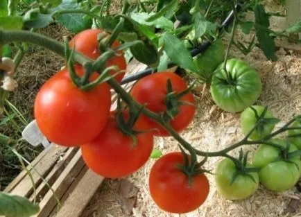 soiuri de tomate scăzut cu creștere timpurie, teren deschis mare