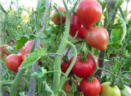 soiuri de tomate scăzut cu creștere timpurie, teren deschis mare