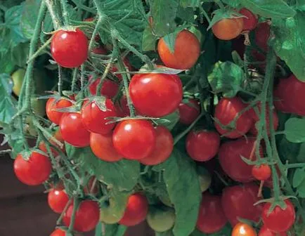 soiuri de tomate scăzut cu creștere timpurie, teren deschis mare