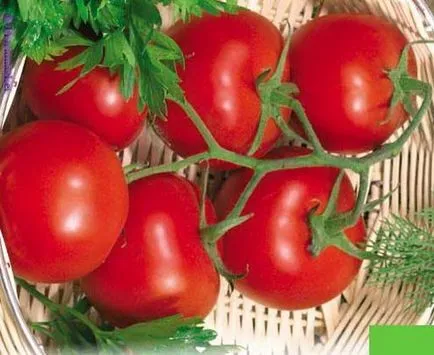 soiuri de tomate scăzut cu creștere timpurie, teren deschis mare