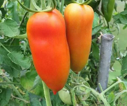 soiuri de tomate scăzut cu creștere timpurie, teren deschis mare