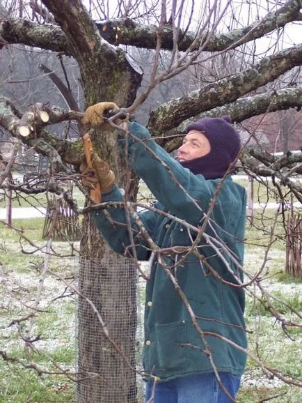 Gyümölcsfák metszési