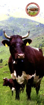 Despre bovine rasa Austria