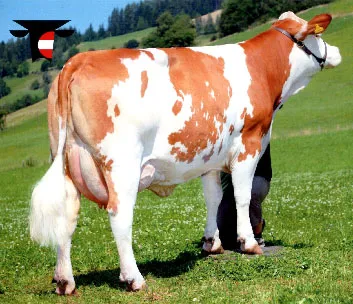 Despre bovine rasa Austria