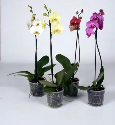 Orchid otthoni gondozást, áttelepítésre orchideák, öntözés orchideák, reprodukció és a betegség, fotók,