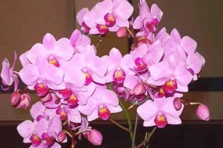 Orchid otthoni gondozást, áttelepítésre orchideák, öntözés orchideák, reprodukció és a betegség, fotók,