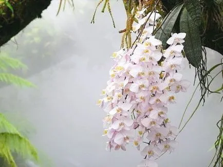 Orchid otthoni gondozást, áttelepítésre orchideák, öntözés orchideák, reprodukció és a betegség, fotók,