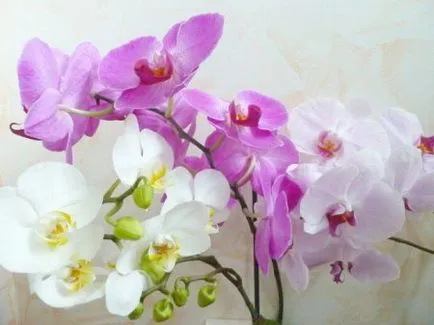 Orhideea de îngrijire la domiciliu, transplantarea orhidee, udare orhidee, reproducere și boli, fotografii,
