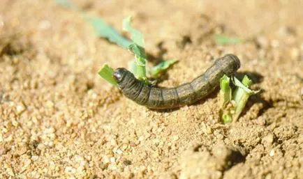 Nap molii fotografie, măsuri de combatere