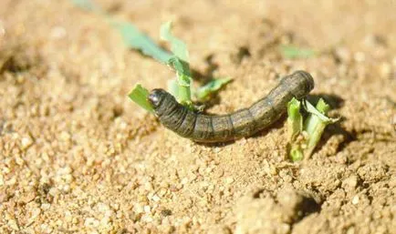 Vetési bagolylepke „veszélyes rovar kártevők gabona és növényi kultúrák