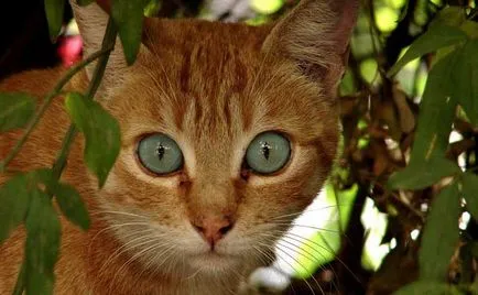 Ojos Azules снимки на котки, цена, описание порода, характер, видео, детски ясли - murkote за котки и котки