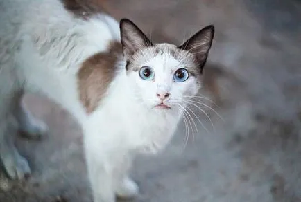 Ojos Azules снимки на котки, цена, описание порода, характер, видео, детски ясли - murkote за котки и котки