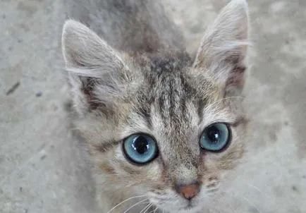 Ojos Azules снимки на котки, цена, описание порода, характер, видео, детски ясли - murkote за котки и котки