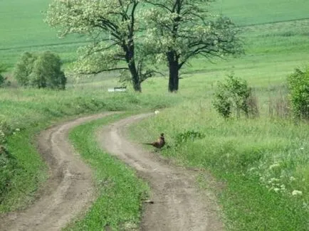 Vadászat a pneumatika munkaidőben - légfegyverek