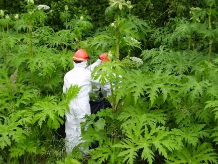 Burns hogweed mérgező növény kezelési hatásokat