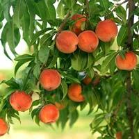 Peaches, a külvárosban