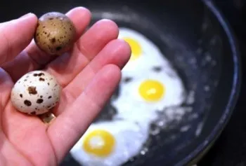 Ouăle de prepeliță beneficia și posibilele daune pentru bărbați