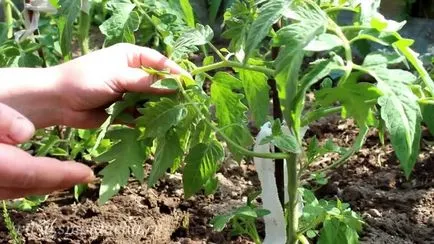 tomate Pasynkovanie în video de la sol deschis