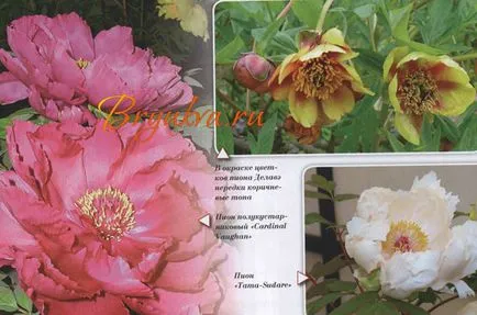 Peony - flori bunăstarea