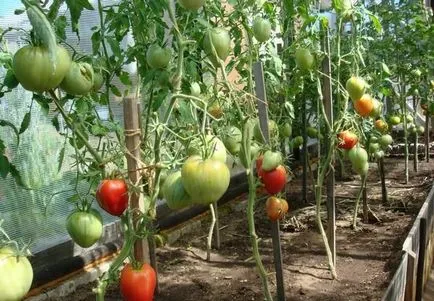 tomate Pasynkovanie în video de la sol deschis