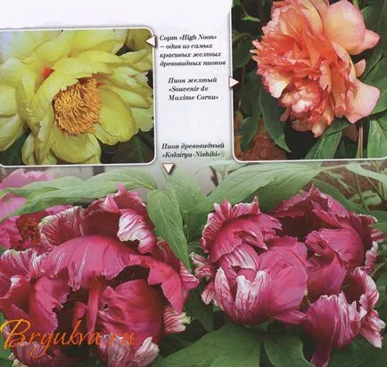 Peony - flori bunăstarea