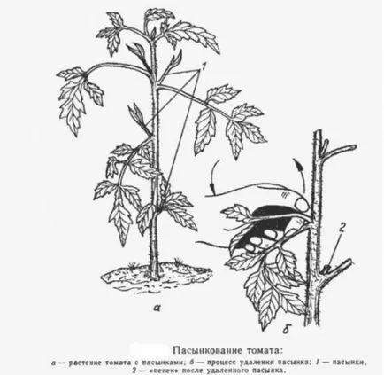 tomate Pasynkovanie în video de la sol deschis