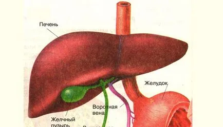 Miért megjelenése epe a gyomorba, és hogyan kell kezelni reflux