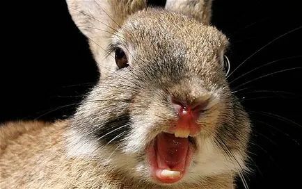 De ce iepuri musca urechile reciproc