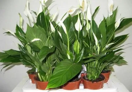 Защо не цветя Spathiphyllum как да помогнат - жени щастие