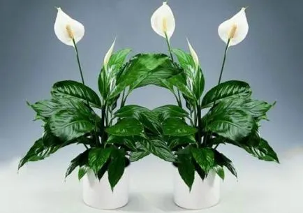 De ce nu flori Spathiphyllum cum să ajute - fericire de sex feminin