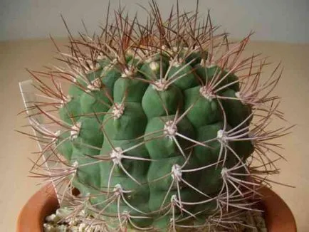 cactus De ce înțepător