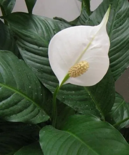 De ce nu flori Spathiphyllum cum să ajute - fericire de sex feminin