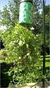 Tomate cu susul în jos, portal de grădină, știri de grădină, curte