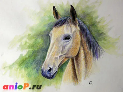 Portré egy ló akvarell ceruzák - tanulságok a rajz és pasztell ceruzák