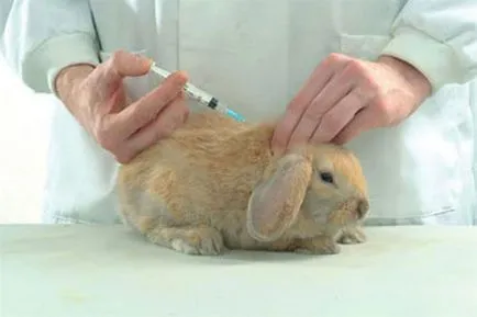 Vaccinările pentru iepuri trebuie să facă și când - regulile de vaccinare