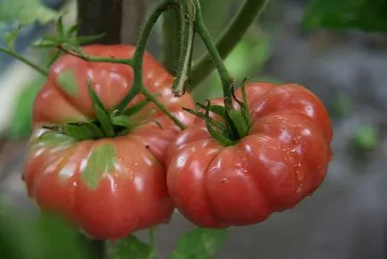 Признаци на узряване и прибиране на реколтата от оранжерийни домати