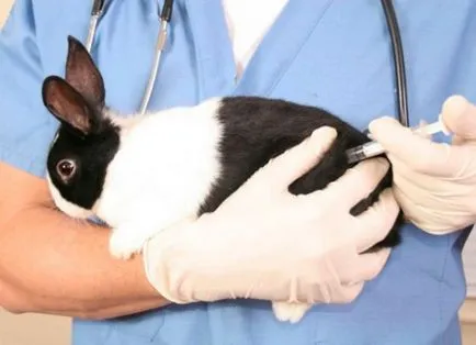 Vaccinările pentru iepuri trebuie să facă și când - regulile de vaccinare
