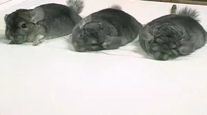 chinchilla de reproducție