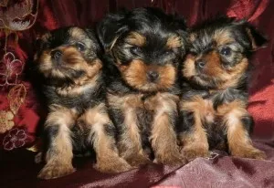 Tenyésztési Yorkshire terrier Vengriimoy York