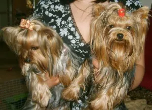 Tenyésztési Yorkshire terrier Vengriimoy York