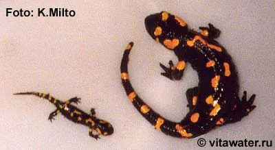 Забелязали саламандър (Salamandra Salamandra)