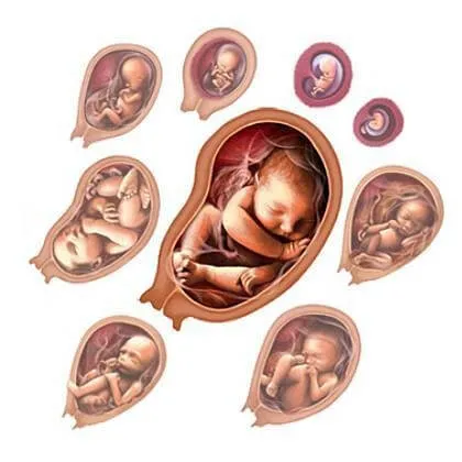 A csökkentés embriók többes terhességek