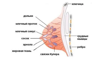 рак на гръдната кост при жени подписва 1, 2, 3, 4 етапа, снимка