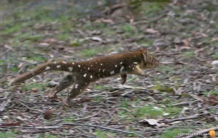 Tiger quoll