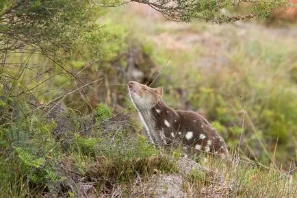 Tiger quoll